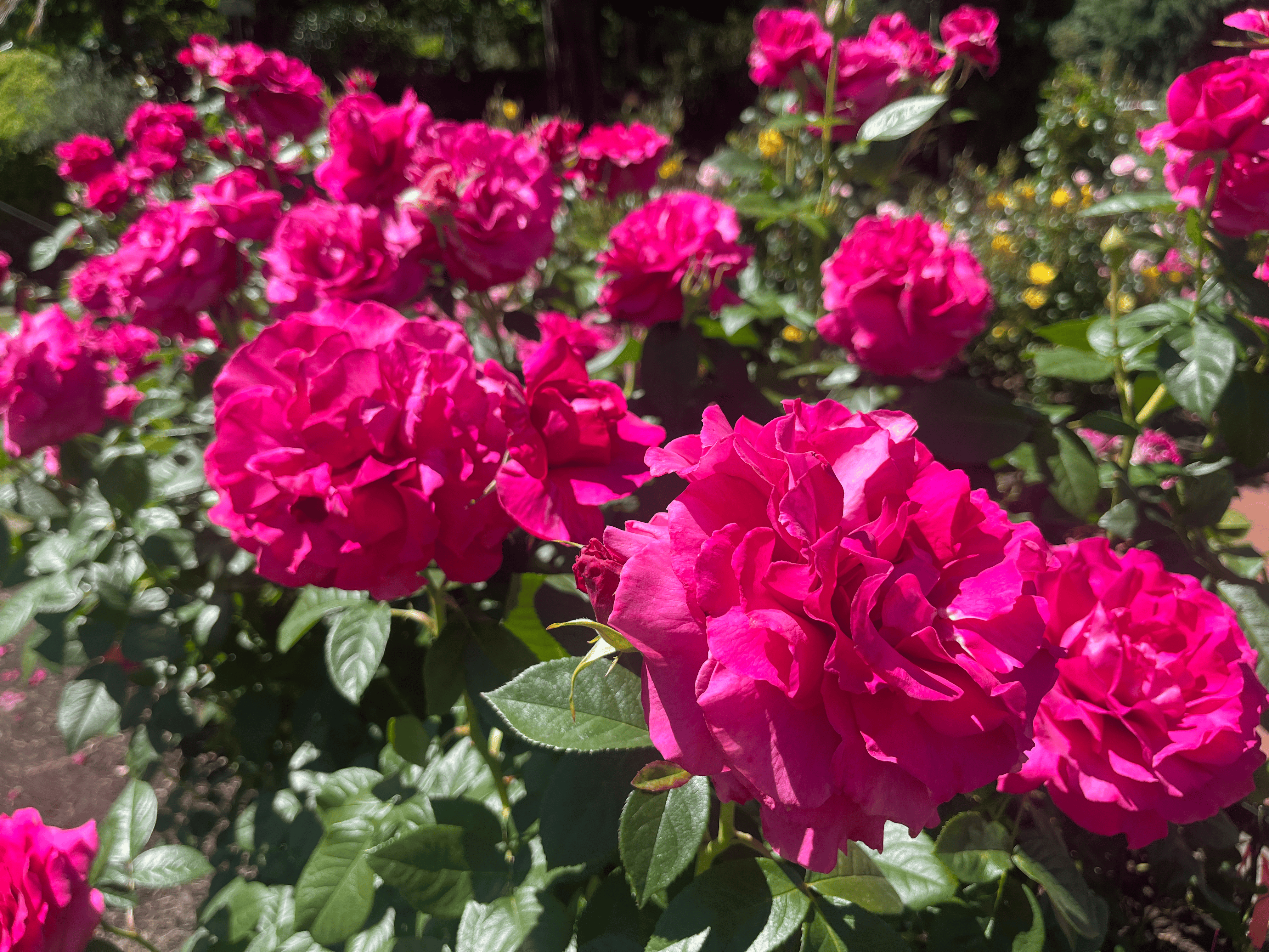 International Rose Test Garden